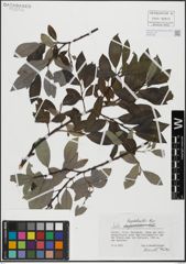 Foto von Salix hegetschweileri Heer